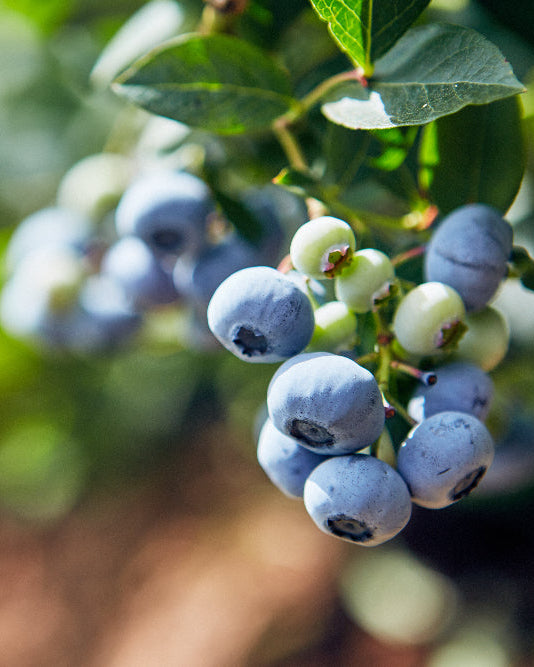 Perfectly good fruit should never go to waste