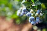 Wonky Blueberry Gin