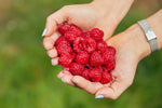Hands holding red raspberries against a blurred green background