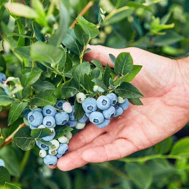 Farm Grown Blueberries
