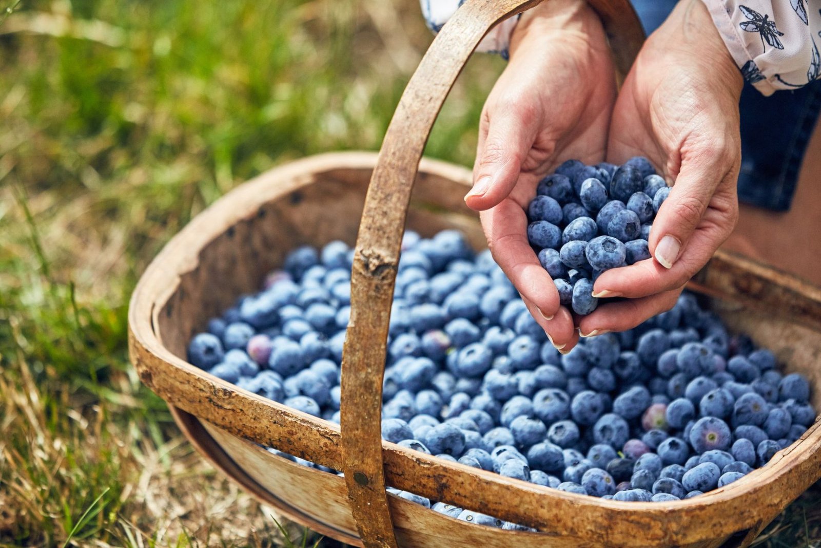 Fresh Blueberries