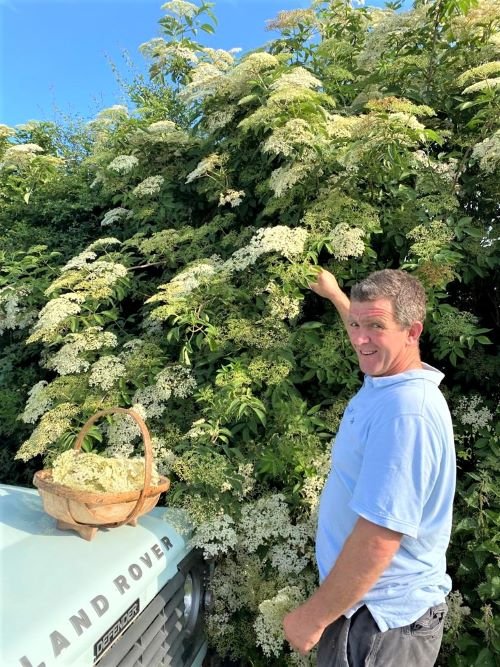 Elderflower picking