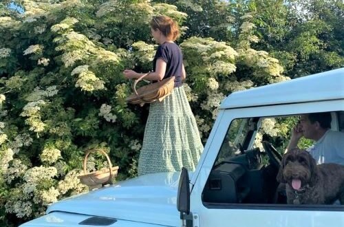Elderflower picking