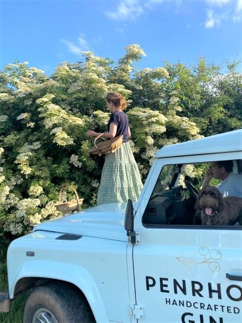 Elderflower picking