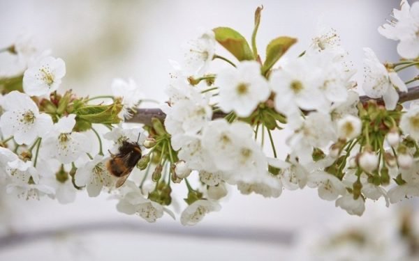 Bees Penrhos bees